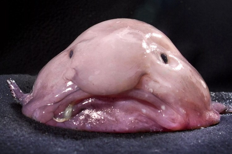 blobfish