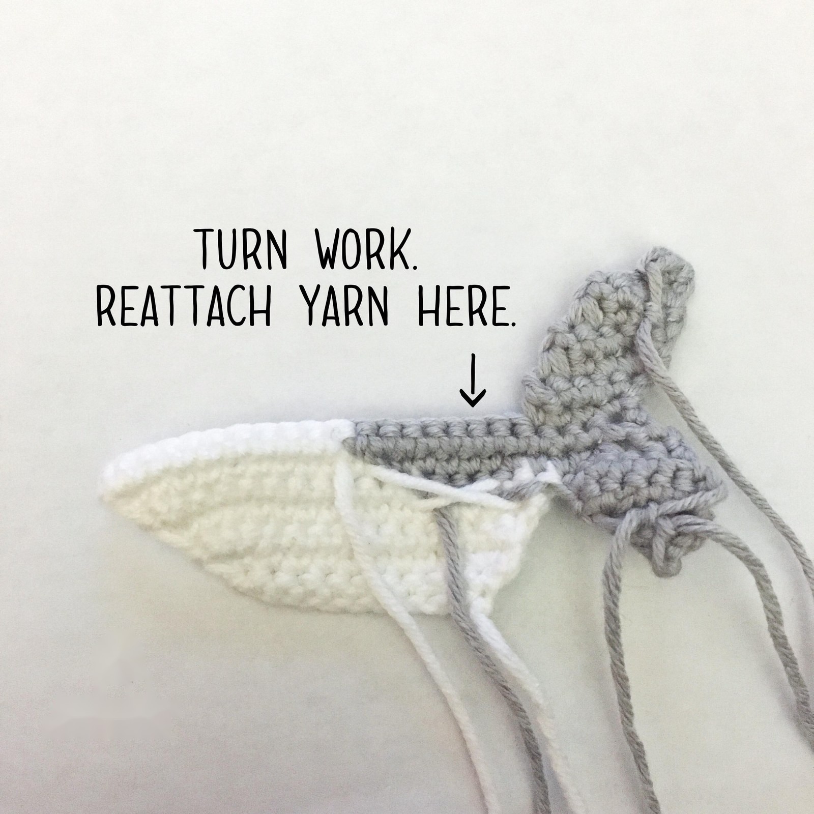 Shark progress