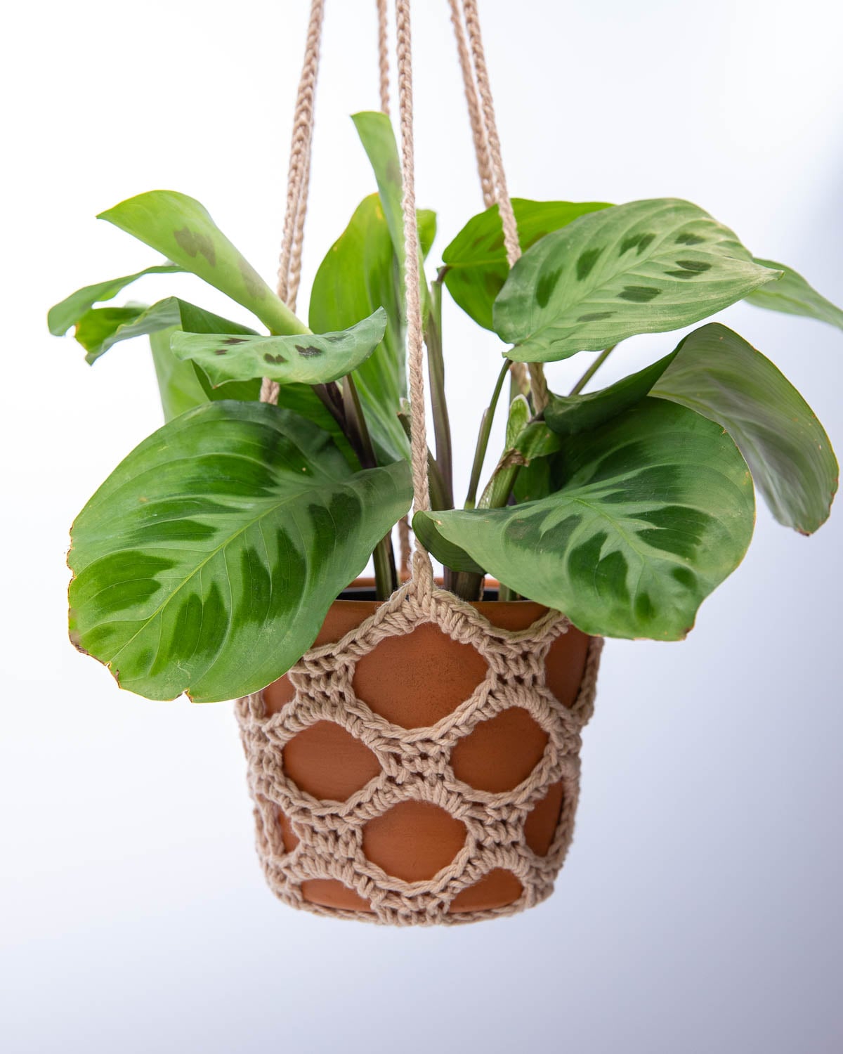 Finished cotton crochet plant hanger holding a terracotta pot against a white background